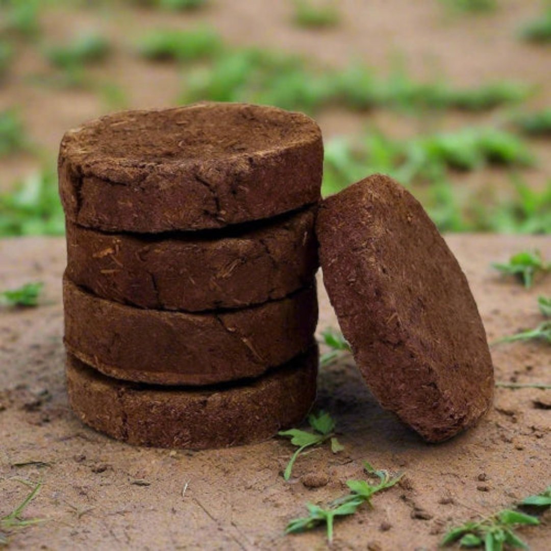 Cow Dung