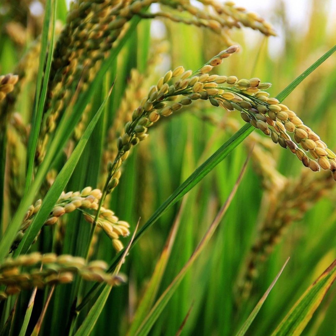 Crop